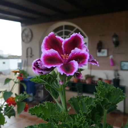 Casa Papi Apartment Лахарес Екстериор снимка